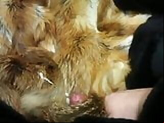 fur come (cum) on (in) go into hiding coat cum